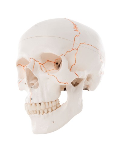 Numbered Human Classic Skull Model, 3 part